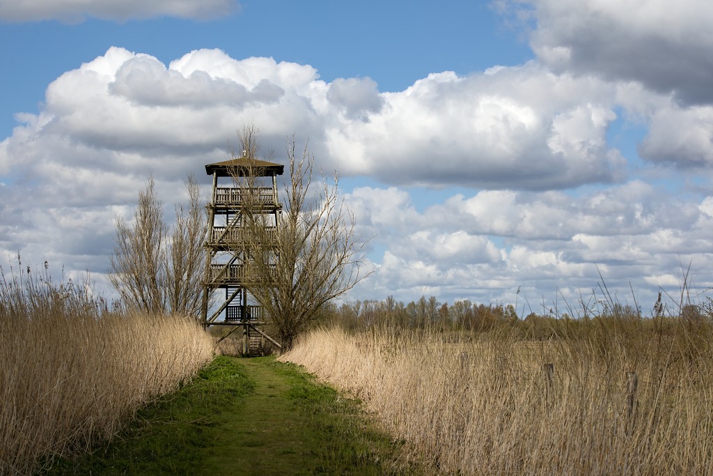 hellegatsplaten natuurgebied natuur staatsbosbeheer goeree overflakkee heckrunderen hdr fjordenpaarden vogelkijkhut